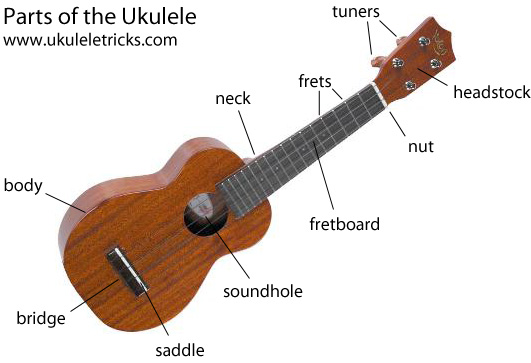 parts-of-the-ukulele.jpg